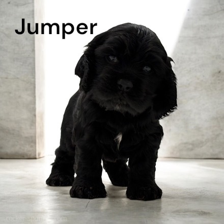 puppy, for, sale, Cocker Spaniel, Joe & Cherri  Overlease, dog, breeder, Miller, MO, dog-breeder, puppy-for-sale, forsale, nearby, find, puppyfind, locator, puppylocator, aca